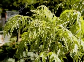 Acer negundo L. 'Szymanowski' 